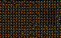 InSphero Akura 384 ImagePro FEP membrane | Buy Online | InSphero | Fisher Scientific